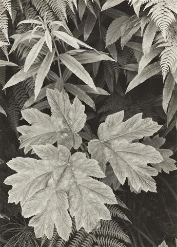 ANSEL ADAMS (1902-1984) Leaves, Glacier Bay, Alaska (two photographs on a single mount).